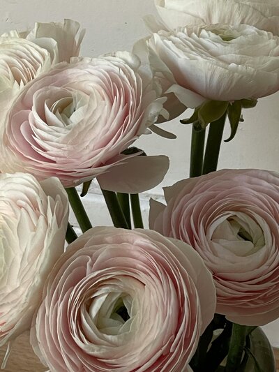 Ranunculus flowers pink and beige