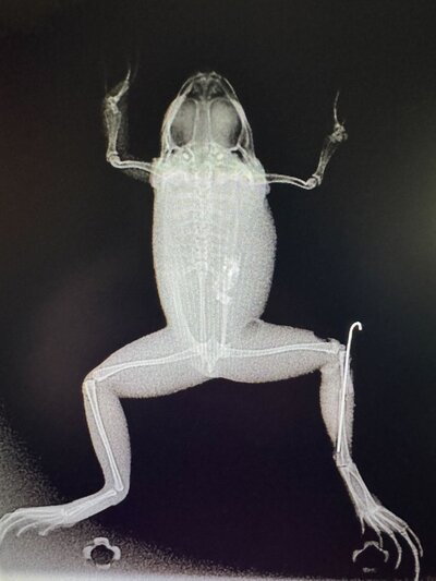 Frog xray