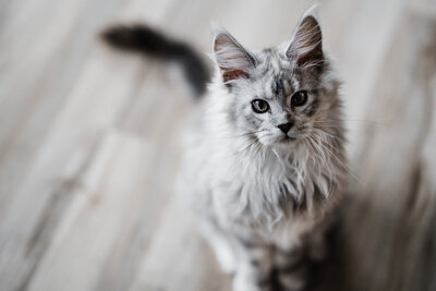 Female Maine Coon kitten