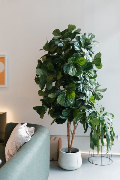 Light-filled lounge area in Studio by Pepper June, Castle Hill, Sydney's Hills District