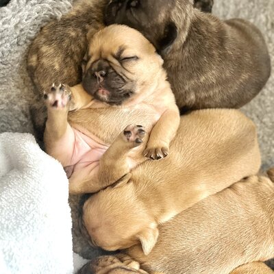 Canda Frenchie breeder LMN Bulldogs' litter of puppies