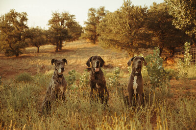 Hannah's 3 Great Danes sitting next to each other with a little bit of space in between each of them. They are sitting in a field of grass with 3 big trees behind them.
