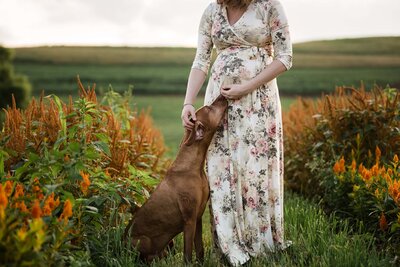 Pregnant woman in a floral dress standing in a field with a dog placing its head on her belly, captured by a family photography Pittsburgh photographer.