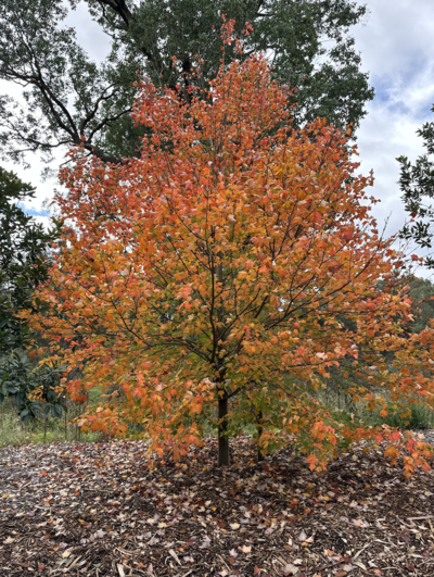 LIPSTICK MAPLE - 'AUTUMN BLAZE' Acer × freemanii