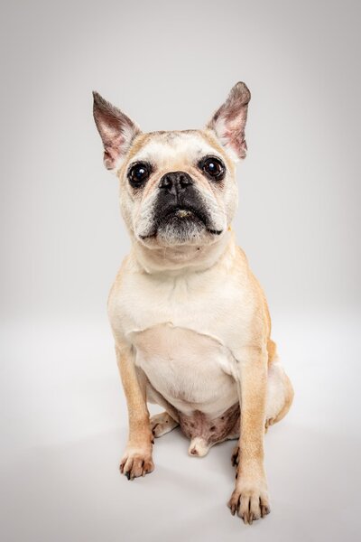 Senior Dog Saturday Minis - the Beloved Pup Photo Studio Birmingham, Alabama Dog Photographer 5