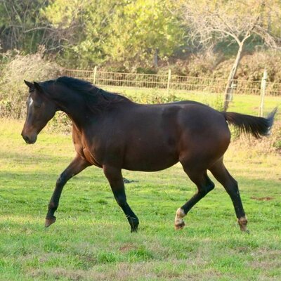 Thoroughbred Mare Tina Sparkle In foal To R Blue Moon