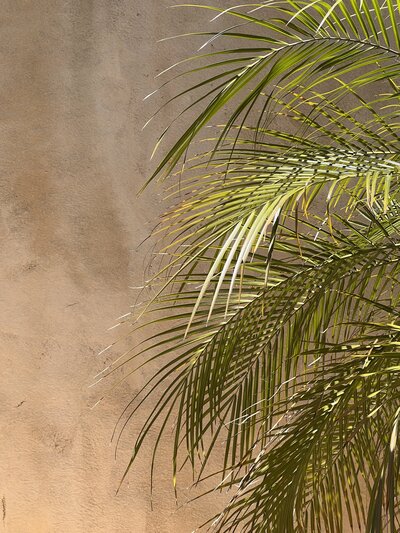 Palm fronds in front of a beige wall