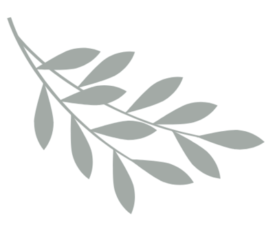 Olive Branch  decorative