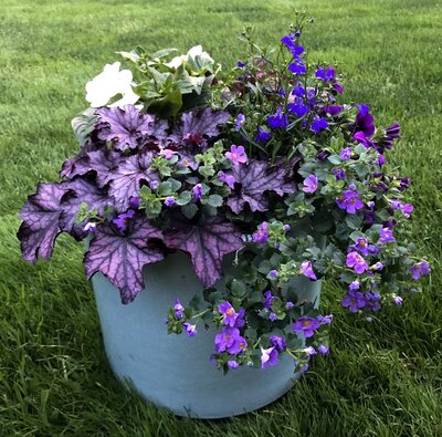 SMALL MIXED SPRING ANNUAL CONTAINER PURPLE BLUE