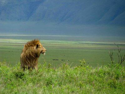 A male lion looking into the distance with a sweeping green background and the inner slope of Ngorongoro Crater behind him, Tanzania ©Stephanie Dosch | theViatrix Luxury Travel