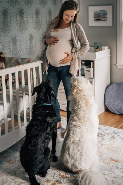 A pregnant mother looks down at her two large dogs, who sit in front of her, looking up towards her growing belly.