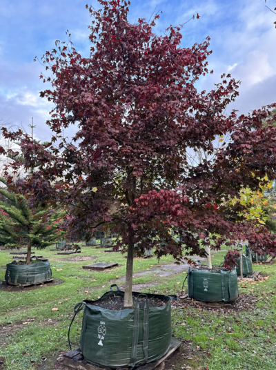 JAPANESE 'BLOODGOOD' MAPLE Acer palmatum 'Bloodgood'