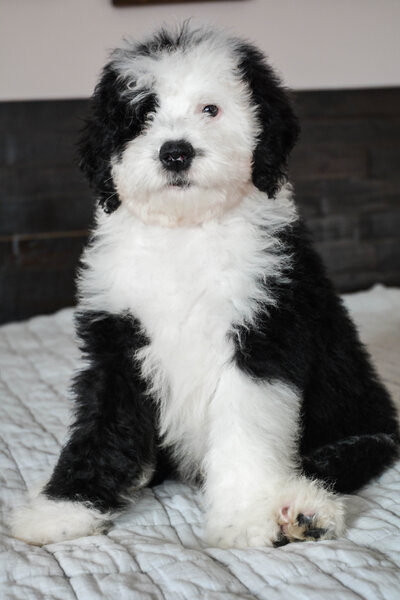 Available Mini and micro Sheepadoodle Puppies