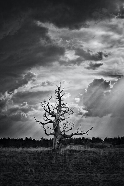 Bend Oregon Ghost Tree