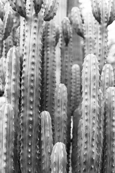 Arizona black and white desert cactus print