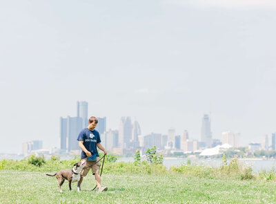 Grey and white pit mix looking up at a Dogology University trainer while loose leash walking during an outing in southeast Michigan