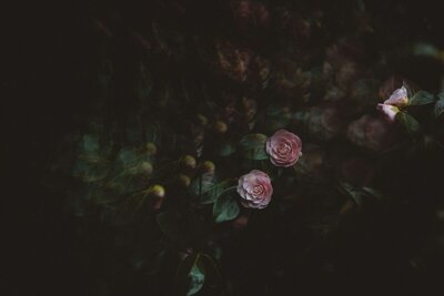 An aesthetic image featuring greenery and pink flowers, used as a background image for the About page.