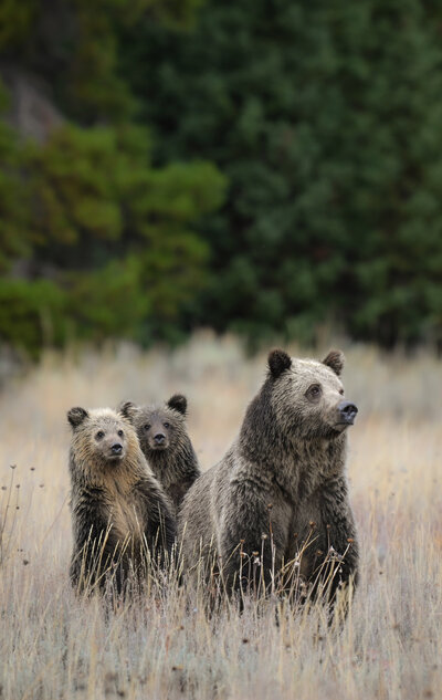 wildlife tours yellowstone National park