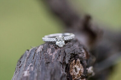 Engagement ring on tree branch