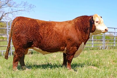 Hereford herd bull Belle Air