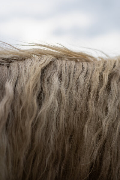 A grey horse's name with wrinkled hair against the sky