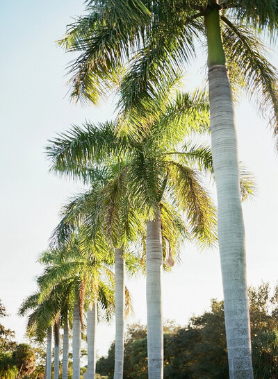 luxury branding palm tree
