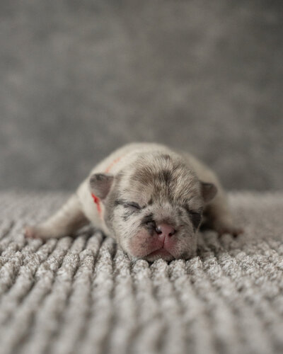 Lilac Frenchie