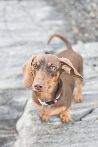 daschund in the middle of Boston street
