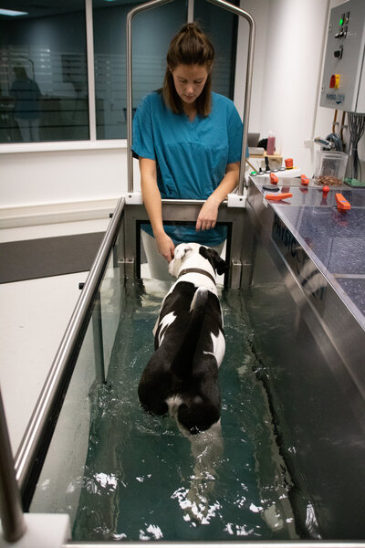 Hond tijdens hydroptherapie met Sabine Ros