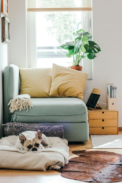 Dog sitting on bed next to couch
