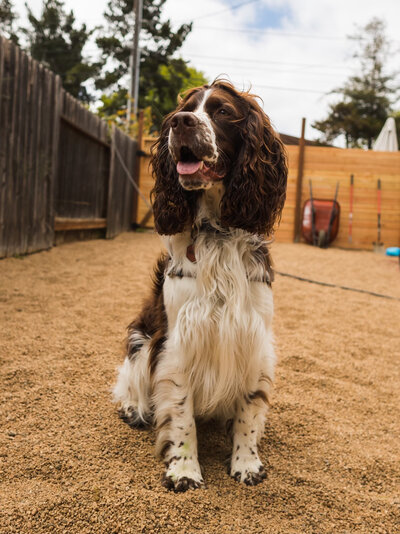 A white and brown Springer Spaniel sitting outside