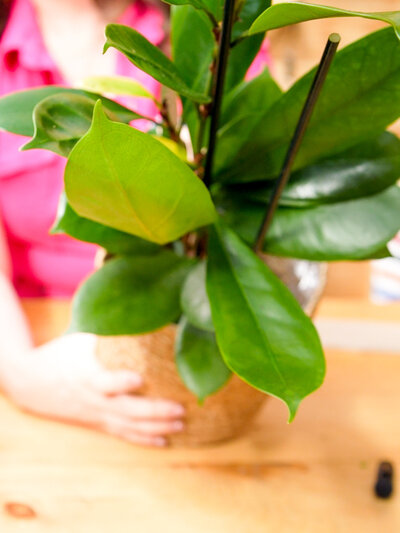 Medium-Light-ficus cyanthistipula
