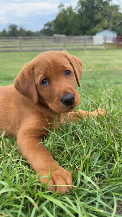 Puppy Litter Image 3