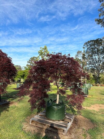 JAPANESE 'RED' WEEPING MAPLES Acer palmatum dissectum