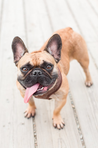 Brown French Bulldog with tongue sticking out