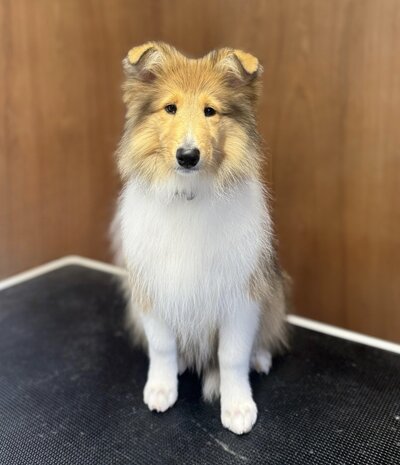 Full groom on a large dog at the best dog grooming salon on the North Shore