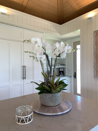 White phalaenopsis orchid arrangement kitchen