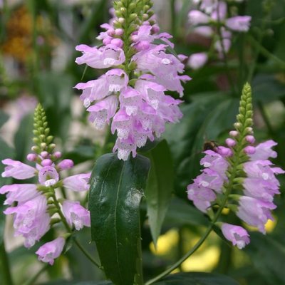 physostegia-pink-rose-crown