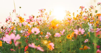 pink and orange wild flowers in a field with soft sunlight