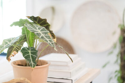 Plant sitting in front of a stack of books