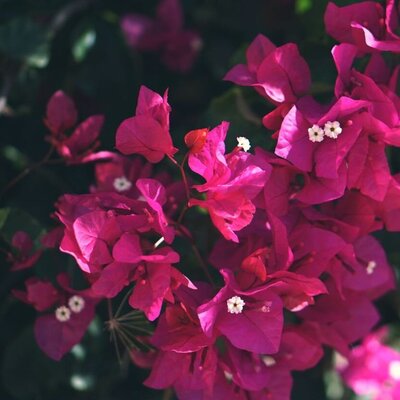 Vibrant plants of bougainvillea