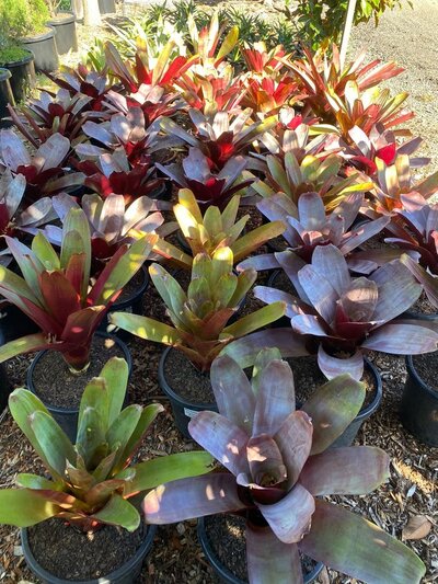 IMPERIAL BROMELIAD 'SILVER PLUM' Alcantarea imperialis