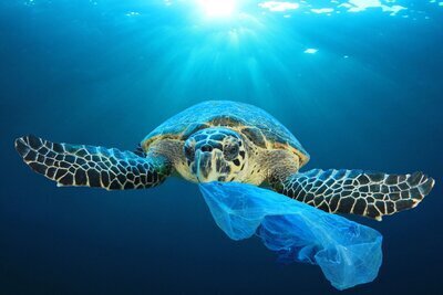 tortue dans l'océan ayant avalé du plastique