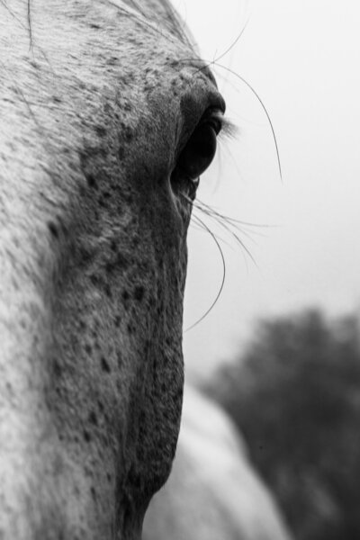 running horse hooves in black and white