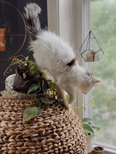 8DE871C0-9A0D-4463-ACB4-8E6EB3AECF79