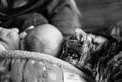 Cat nuzzles nursing baby head