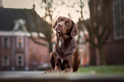 Hondenfotograaf in Groningen