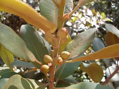 PORT JACKSON FIG Ficus rubiginosa