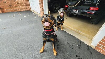 Two very happy Rottweilers sitting for a photo