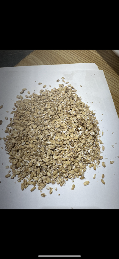 Freshly flaked oats on the line at 1331 Flaking Co.